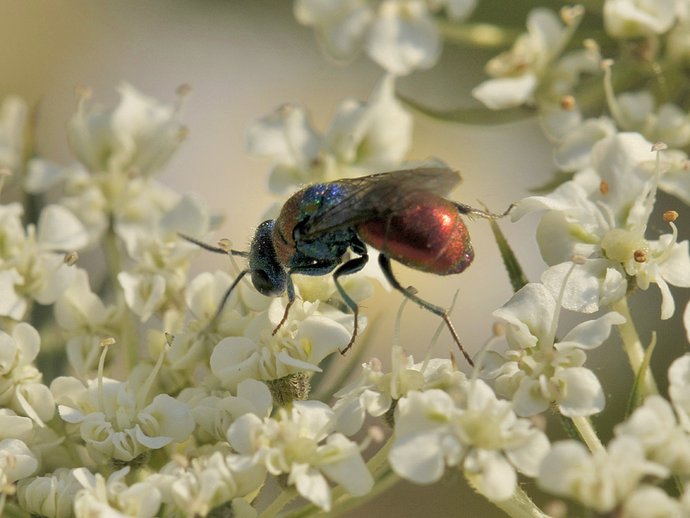 Chrysididae